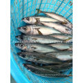 W / R frisch gefrorene Meeresfrüchte Mackerel Fisch